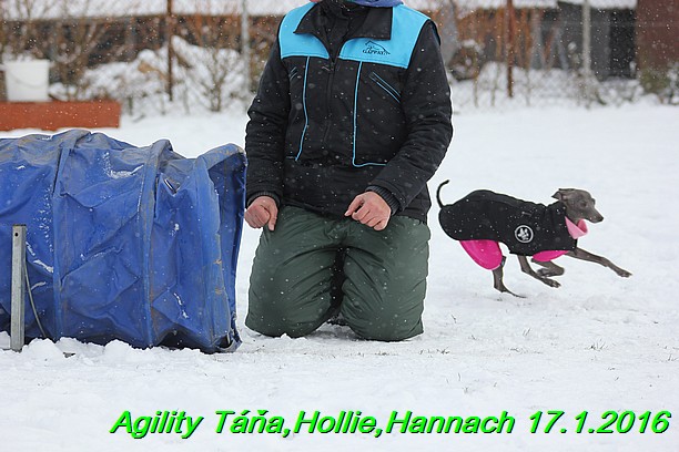 Agility Tana, Hollie,Hannach 17.1.2016 (27)