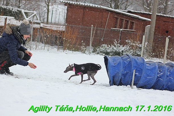 Agility Tana, Hollie,Hannach 17.1.2016 (28)