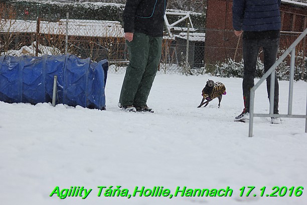 Agility Tana, Hollie,Hannach 17.1.2016 (30)