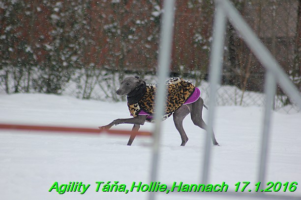 Agility Tana, Hollie,Hannach 17.1.2016 (32)