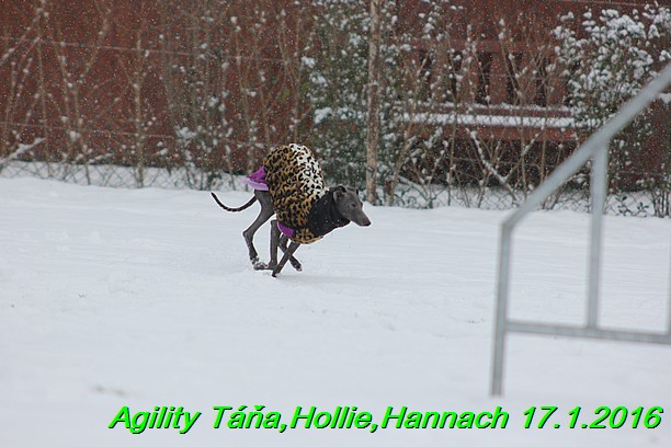 Agility Tana, Hollie,Hannach 17.1.2016 (33)