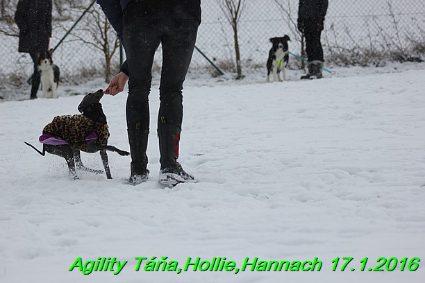 Agility Tana, Hollie,Hannach 17.1.2016 (34)