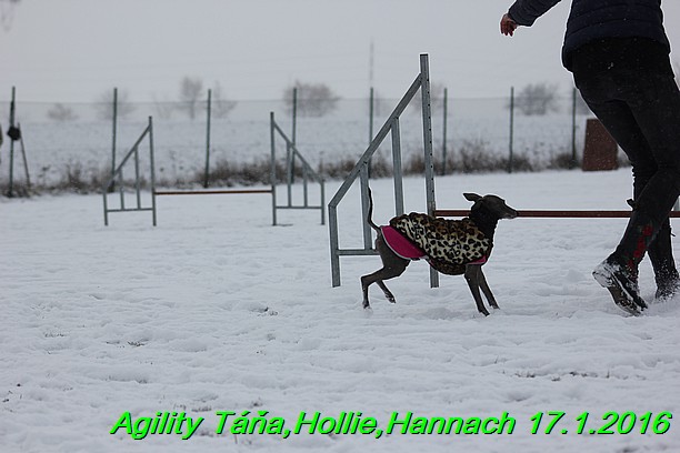 Agility Tana, Hollie,Hannach 17.1.2016 (38)