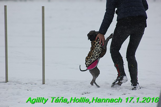 Agility Tana, Hollie,Hannach 17.1.2016 (60)