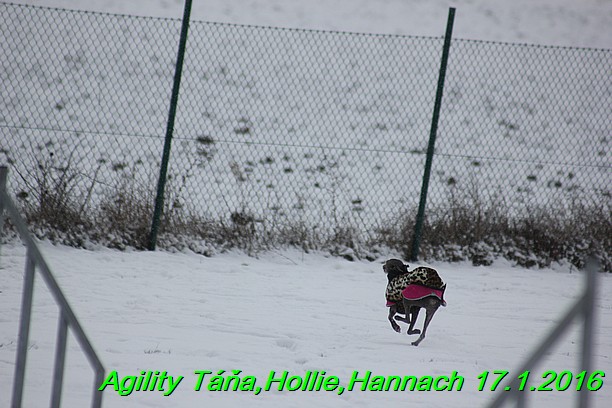 Agility Tana, Hollie,Hannach 17.1.2016 (63)