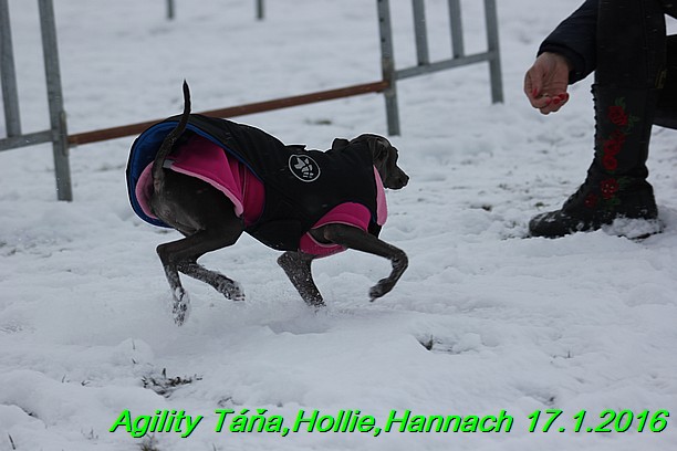 Agility Tana, Hollie,Hannach 17.1.2016 (65)