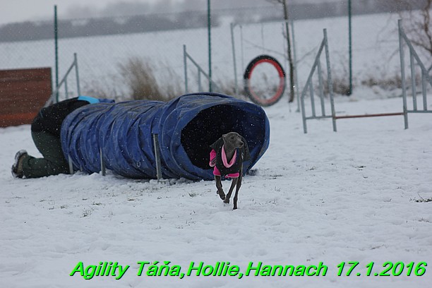 Agility Tana, Hollie,Hannach 17.1.2016 (67)