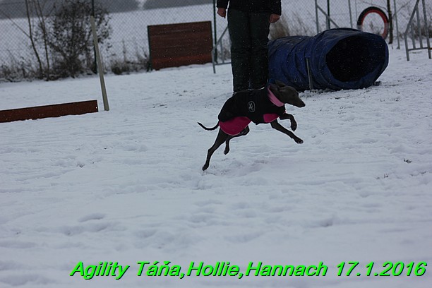 Agility Tana, Hollie,Hannach 17.1.2016 (70)