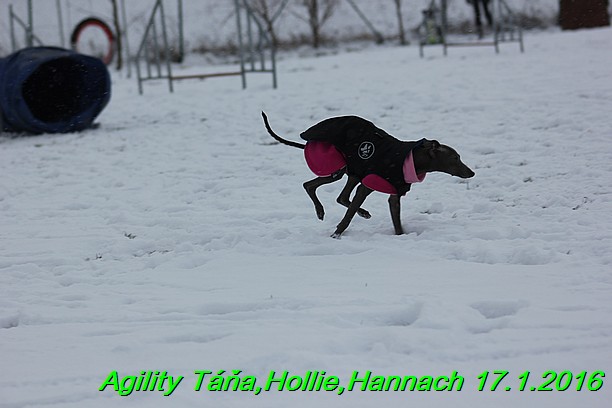 Agility Tana, Hollie,Hannach 17.1.2016 (71)