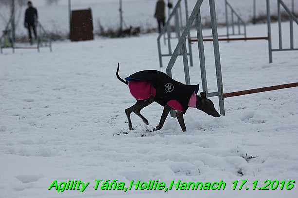 Agility Tana, Hollie,Hannach 17.1.2016 (72)