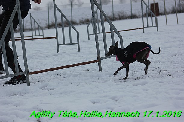 Agility Tana, Hollie,Hannach 17.1.2016 (74)