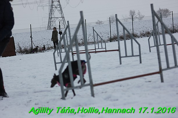 Agility Tana, Hollie,Hannach 17.1.2016 (76)