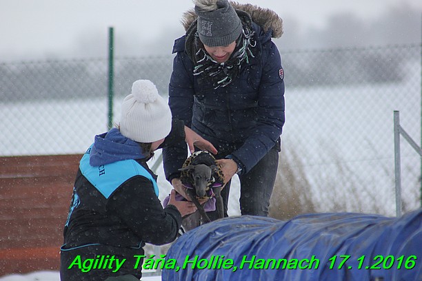 Agility Tana, Hollie,Hannach 17.1.2016 (81)