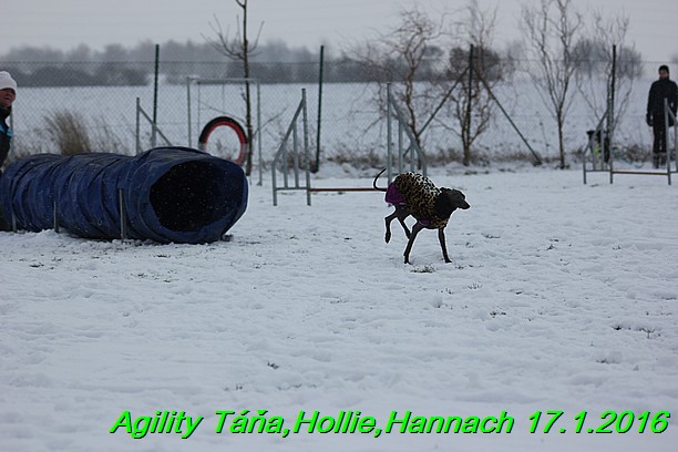 Agility Tana, Hollie,Hannach 17.1.2016 (83)