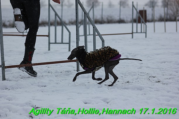 Agility Tana, Hollie,Hannach 17.1.2016 (86)