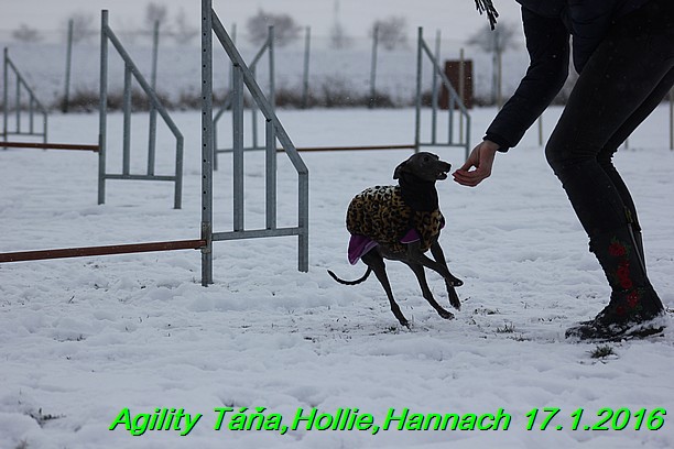 Agility Tana, Hollie,Hannach 17.1.2016 (89)