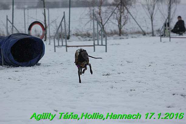 Agility Tana, Hollie,Hannach 17.1.2016 (92)