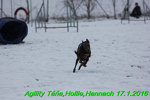 Agility Tana, Hollie,Hannach 17.1.2016 (93)