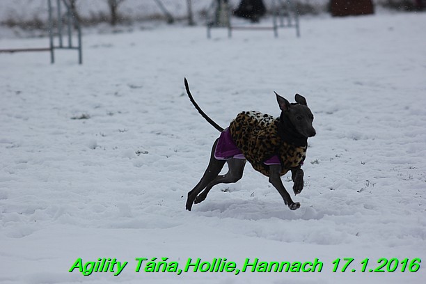 Agility Tana, Hollie,Hannach 17.1.2016 (94)