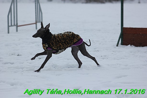 Agility Tana, Hollie,Hannach 17.1.2016 (96)