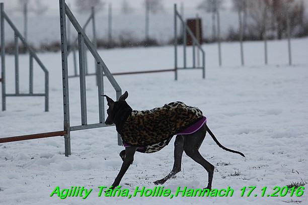 Agility Tana, Hollie,Hannach 17.1.2016 (97)