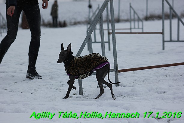 Agility Tana, Hollie,Hannach 17.1.2016 (98)