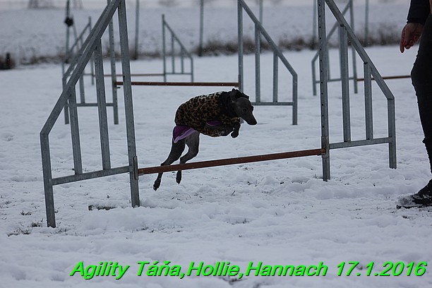 Agility Tana, Hollie,Hannach 17.1.2016 (100)