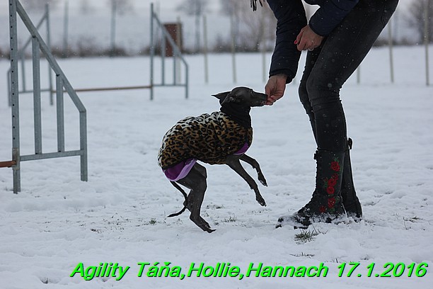 Agility Tana, Hollie,Hannach 17.1.2016 (102)