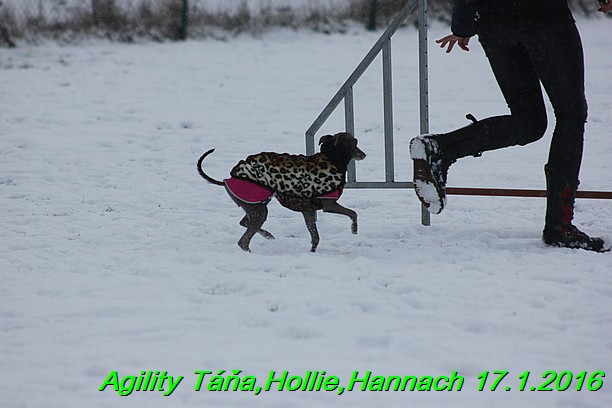 Agility Tana, Hollie,Hannach 17.1.2016 (103)