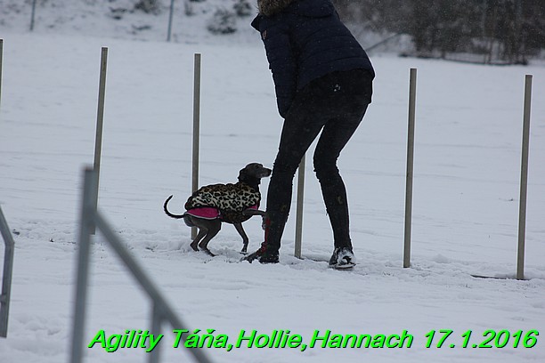 Agility Tana, Hollie,Hannach 17.1.2016 (108)