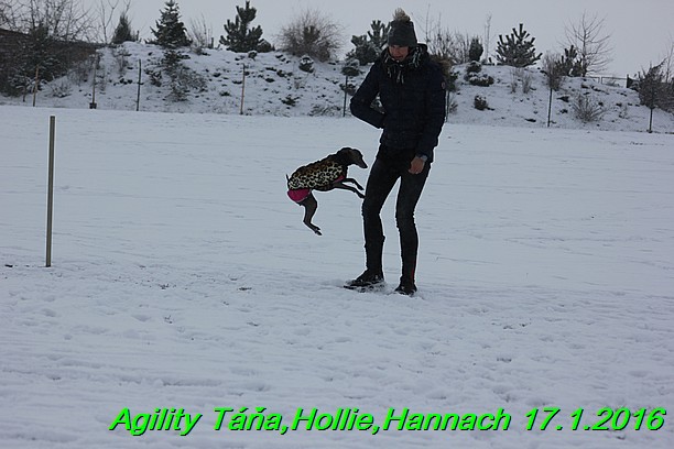 Agility Tana, Hollie,Hannach 17.1.2016 (112)