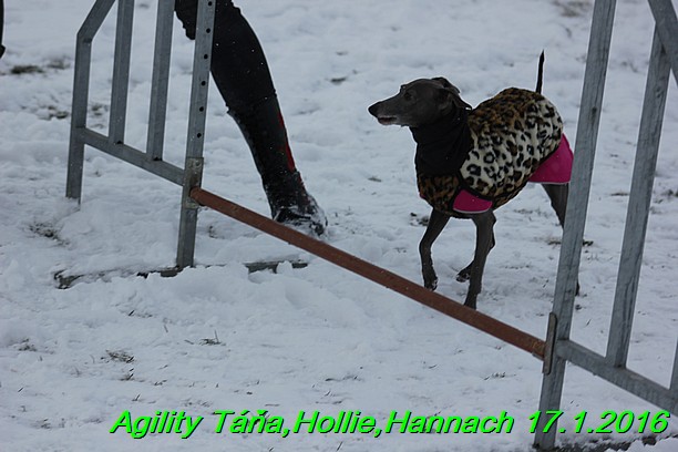 Agility Tana, Hollie,Hannach 17.1.2016 (116)