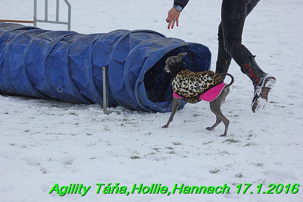 Agility Tana, Hollie,Hannach 17.1.2016 (119)