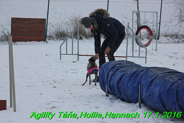 Agility Tana, Hollie,Hannach 17.1.2016 (125)