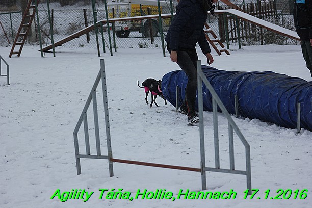 Agility Tana, Hollie,Hannach 17.1.2016 (136)