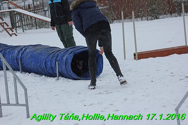 Agility Tana, Hollie,Hannach 17.1.2016 (137)