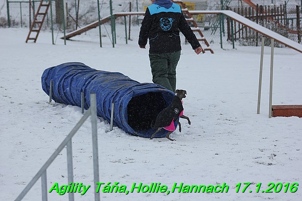 Agility Tana, Hollie,Hannach 17.1.2016 (139)