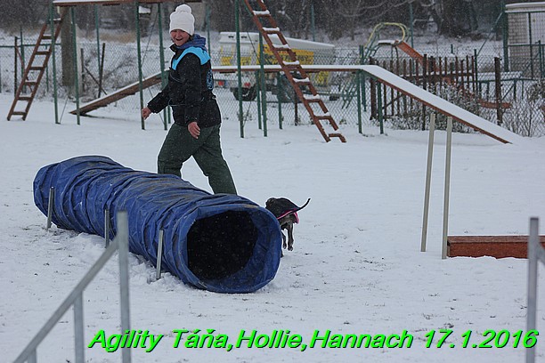 Agility Tana, Hollie,Hannach 17.1.2016 (140)