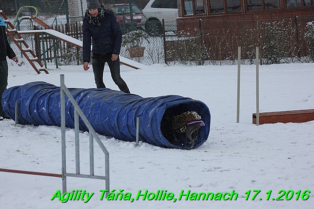 Agility Tana, Hollie,Hannach 17.1.2016 (142)