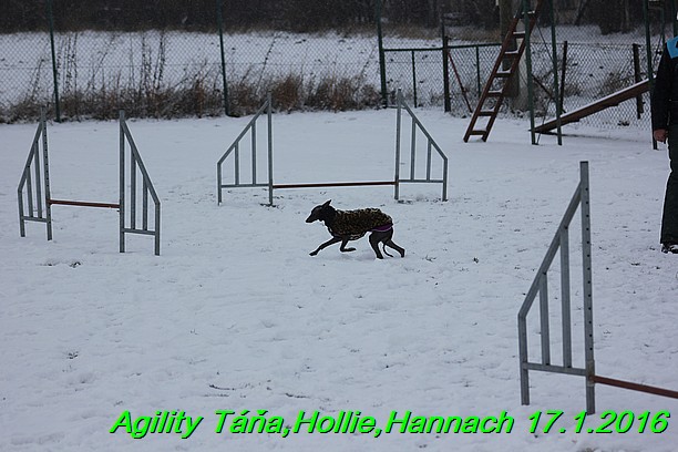 Agility Tana, Hollie,Hannach 17.1.2016 (143)