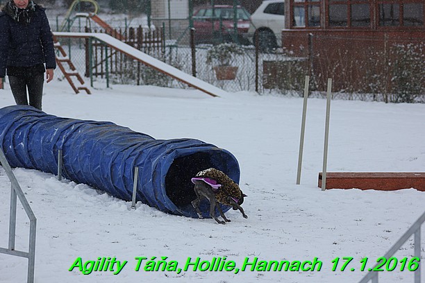 Agility Tana, Hollie,Hannach 17.1.2016 (148)