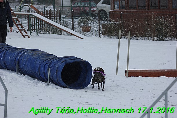 Agility Tana, Hollie,Hannach 17.1.2016 (149)