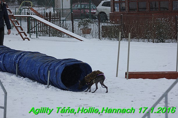 Agility Tana, Hollie,Hannach 17.1.2016 (150)