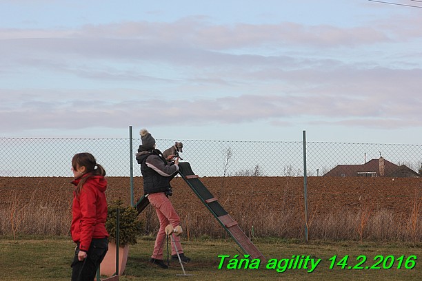 Agility Tana 14.2.2016 (1)