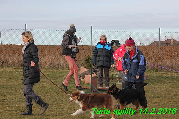 Agility Tana 14.2.2016 (3)