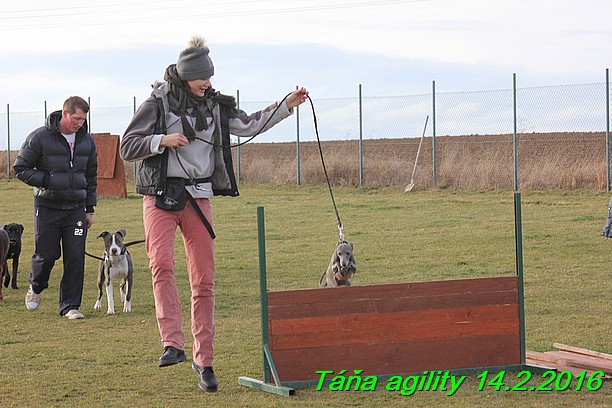 Agility Tana 14.2.2016 (4)