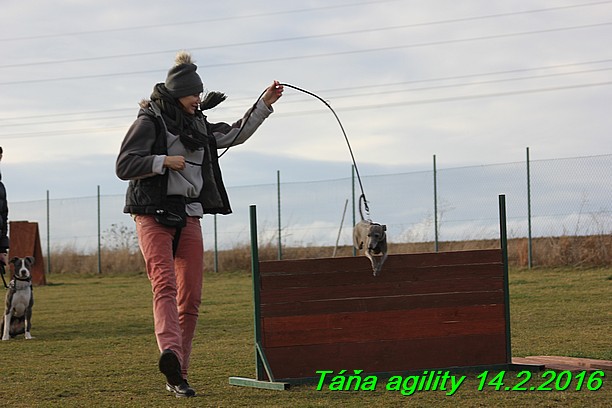 Agility Tana 14.2.2016 (6)