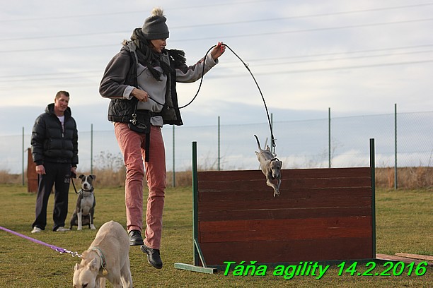 Agility Tana 14.2.2016 (7)