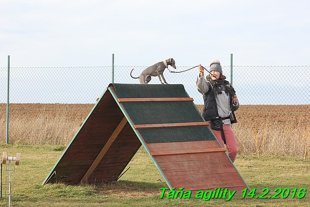 Agility Tana 14.2.2016 (9)