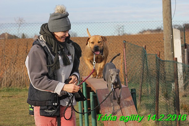 Agility Tana 14.2.2016 (10)